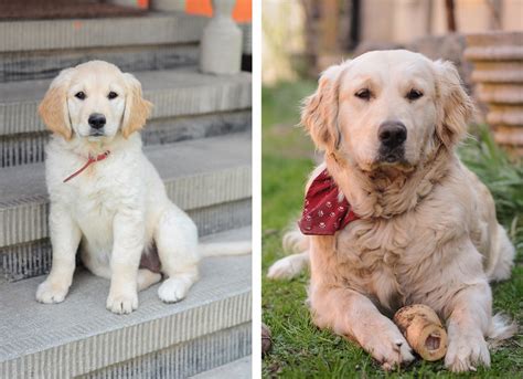 30 adorables fotos de cachorros antes y después de crecer