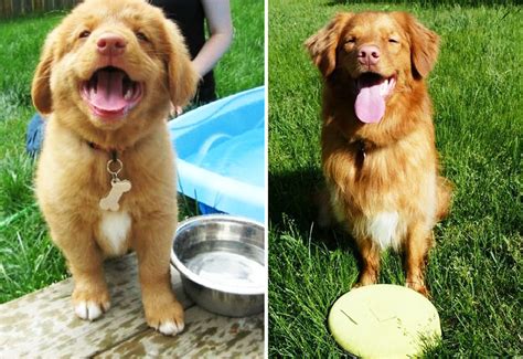 30 adorables fotos de cachorros antes y después de crecer