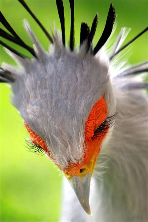 30 aves hermosas y exóticas que no vas a creer que existen ...