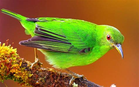 30 Cute Bird Pictures with Most Beautiful Colors ...
