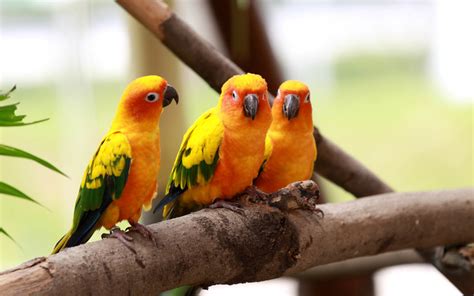 30 Cute Bird Pictures with Most Beautiful Colors – EntertainmentMesh