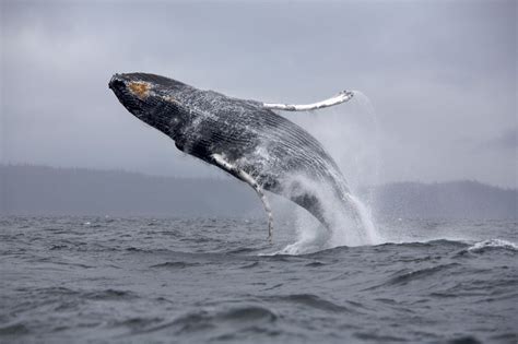 30 Fantastic HD Whale Wallpapers