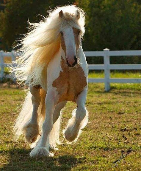 + 30 Imágenes de los caballos más bonitos del mundo para ...