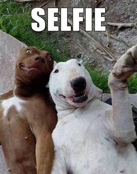 30 imágenes graciosas de memes con animales para compartir | FrasesHoy.org