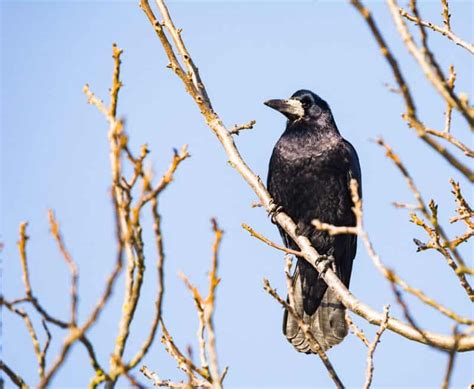30 Types of Crows + a few of their close relatives ...