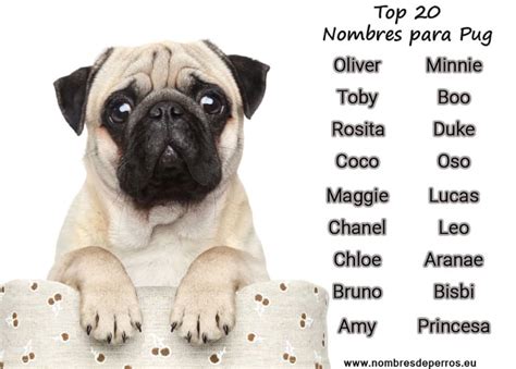 +300 Nombres para perros PUG | Para Machos y Hembras