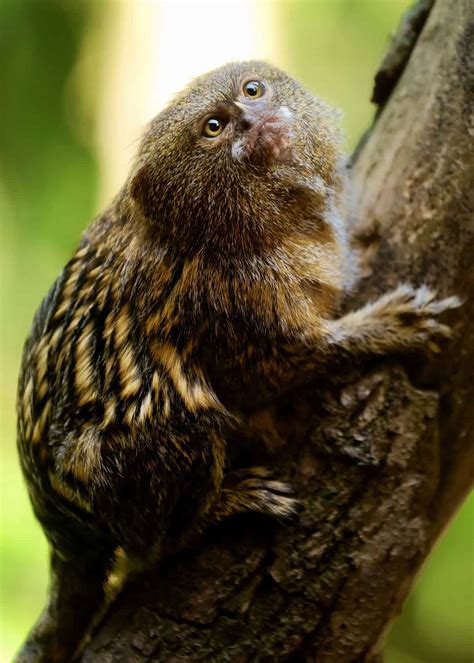 31 Pygmy Marmoset Facts: Guide to Finger Monkeys  Cebuella pygmaea ...