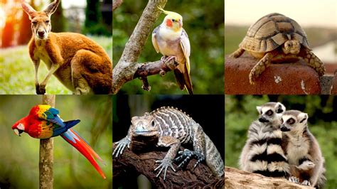 32,000 Indians Say They Possess Exotic Animals In Post ...