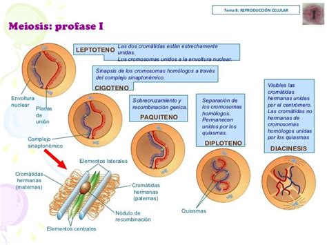 33 best El proceso de MITOSIS images on Pinterest | Mitosis and Picsart