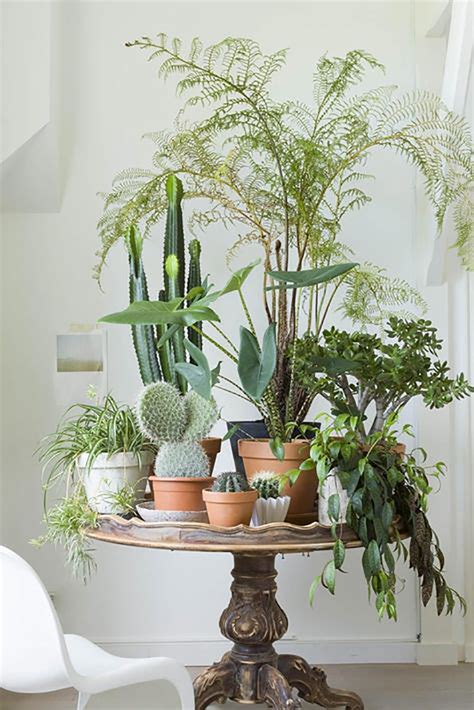 33 Creative Ways To Include Indoor Plants In Your Home