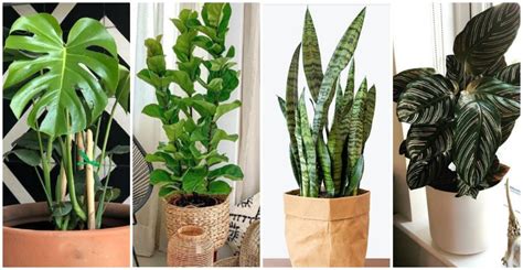 33 plantas de interior con poca luz para dar vida a su ...