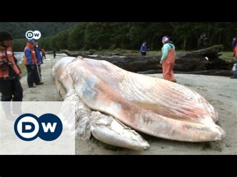 337 ballenas muertas en Chile   YouTube