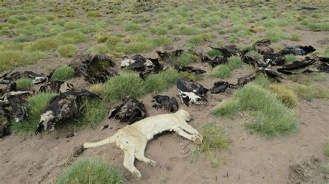 34 Andean condors found dead in Argentina   Symbolic bird on the verge ...