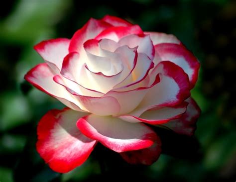 35 Breathtaking Rose Pics   Beautiful Pictures Of Roses | Gardening Ideas