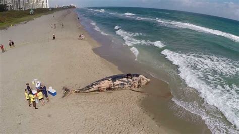 35 Foot Sperm Whale Washes Up On Beach at Spanish River ...