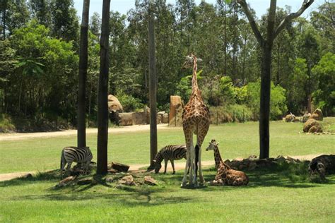 35+ Pictures of the Amazing Australia Zoo  Steve Irwin s Zoo