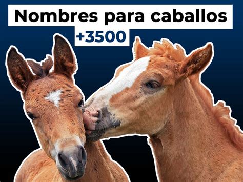 +3500 Nombres para Caballos y Yeguas | Paracaballos.com