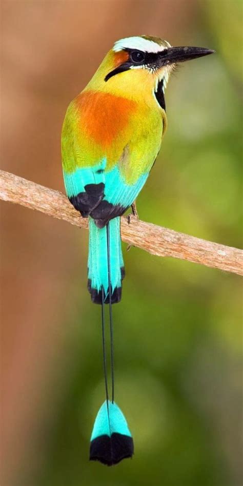 36 pájaros que darán alas a tus sueños | Pet birds, Beautiful birds ...