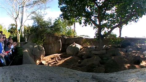 360 Video  San Diego Zoo Meerkat Exhibit   YouTube