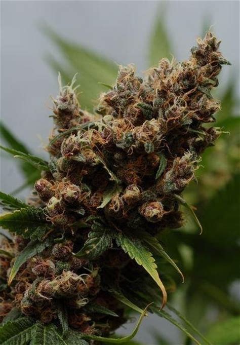 37 best Symptom Checker – Identify Marijuana Plant ...