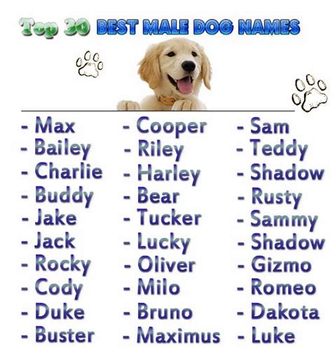 37+ Cute Animal Names Boy Most Popular   Temal