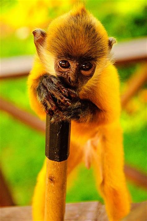 38 best Cute Baby Monkeys images on Pinterest | Wild ...