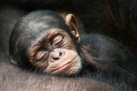 38 mejores imágenes de Changos/Monkeys en Pinterest | Monos, Changos y ...