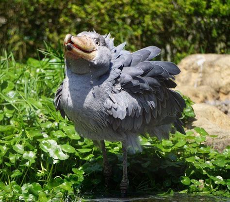 389 best images about Shoebill on Pinterest | Africa, Tropical and Zoos