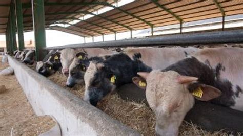 39 ganaderos se incorporan a la actividad agraria en ...