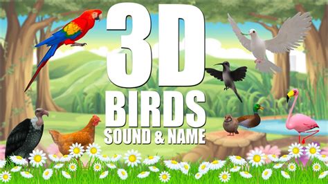 3d animated Birds Name and Sound | Birds sound for kids ...