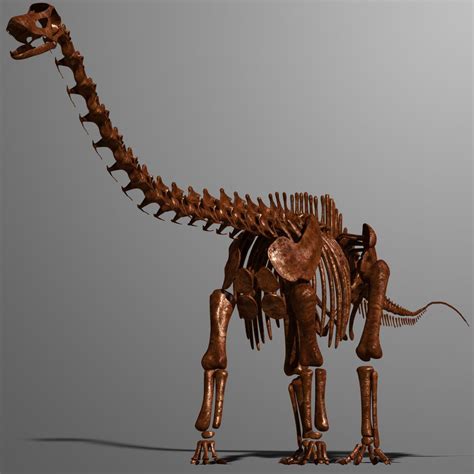3d dino skeleton diplodocus bones | Diplodocus, Animal skeletons, Skeleton