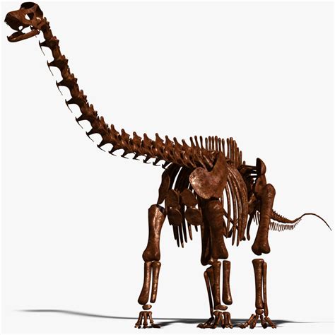 3d dino skeleton diplodocus bones