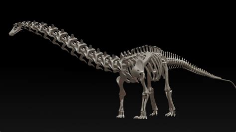 3D diplodocus skeleton   TurboSquid 1228784