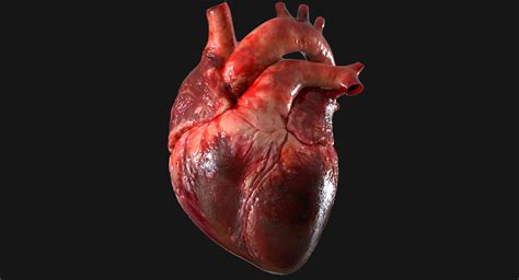 3D human heart anatomy model   TurboSquid 1283134