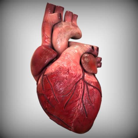 3d model heart anatomy