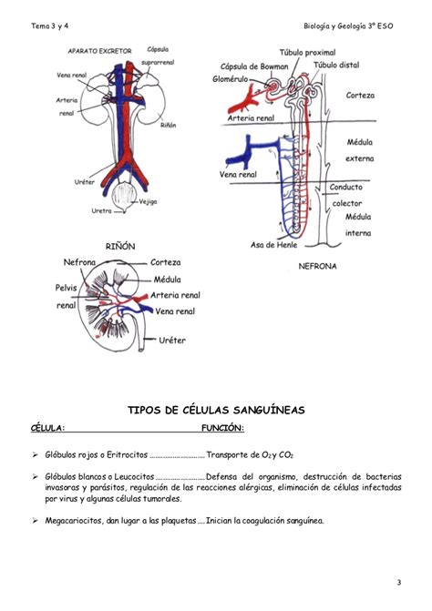 3o eso biologia y geologia apuntes[1]