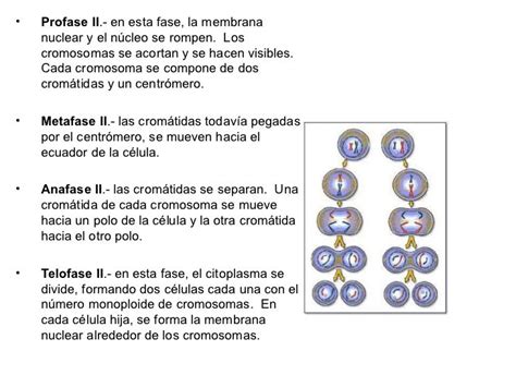 4.1 mitosis y meiosis 2011