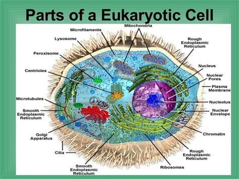 4.2 Parts Of A Eukaryotic Cell