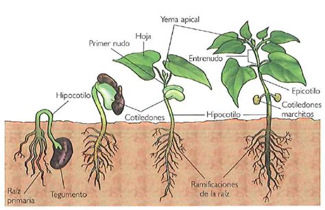 4.4. Formación del embrión de la semilla.   Las Plantitas de Lidia