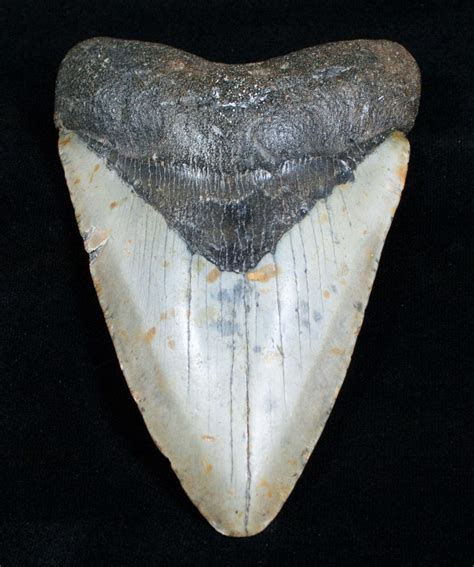 4.57 Inch Megalodon Shark Tooth For Sale  #4064 ...