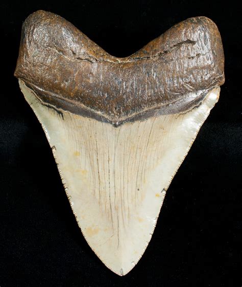 4.84  Megalodon Shark Tooth   Serrated For Sale  #4563 ...