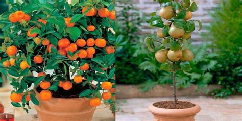 4 árboles frutales que pueden cultivarse de manera sencilla en una ...