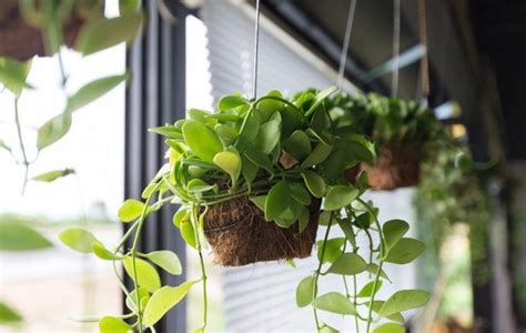 4 beneficios de las plantas interiores según el Feng Shui