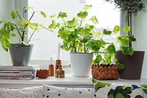 4 Best Indoor Plants for Apartments That Purify Air and ...