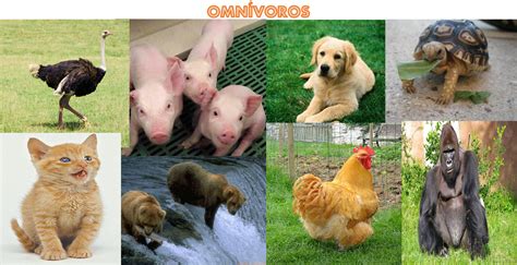 4.como se alimentan « WORLD FAMILY ANIMAL