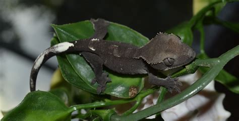 4 fases del gecko crestado  correlophus ciliatus  para disfrutar