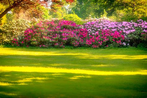 4 flores que puedes plantar en sol y sombra en esta temporada