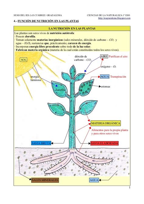 4.  Función de nutrición en las plantas