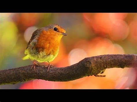 4 HORAS de Sonidos Relajantes de Pájaros Cantando: el Canto de las Aves ...