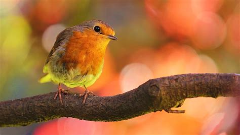 4 HORAS de Sonidos Relajantes de Pájaros Cantando: el ...